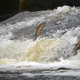 Image for article titled So, Salmon Cannons Are A Thing